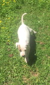 Tucker