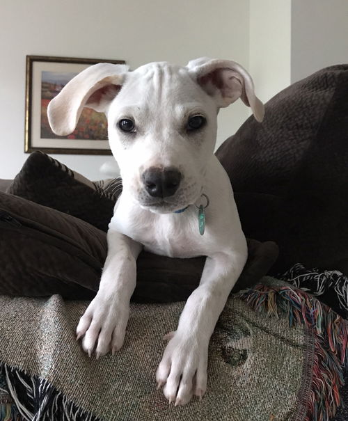 Eli