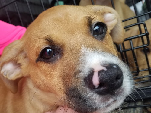 Winston