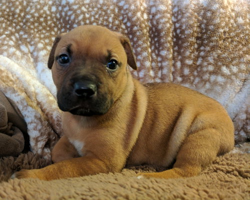 Josie