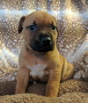 Josie