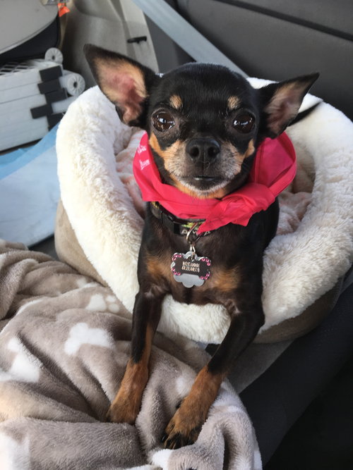 Rexi Anne
