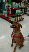 Sheba