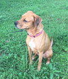 Sheba