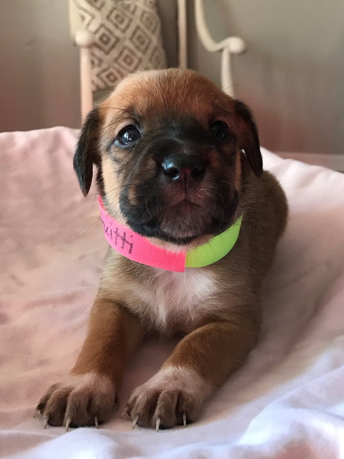 Lola