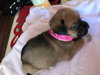 Lola