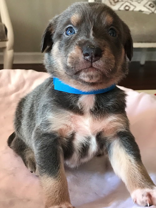 Milo