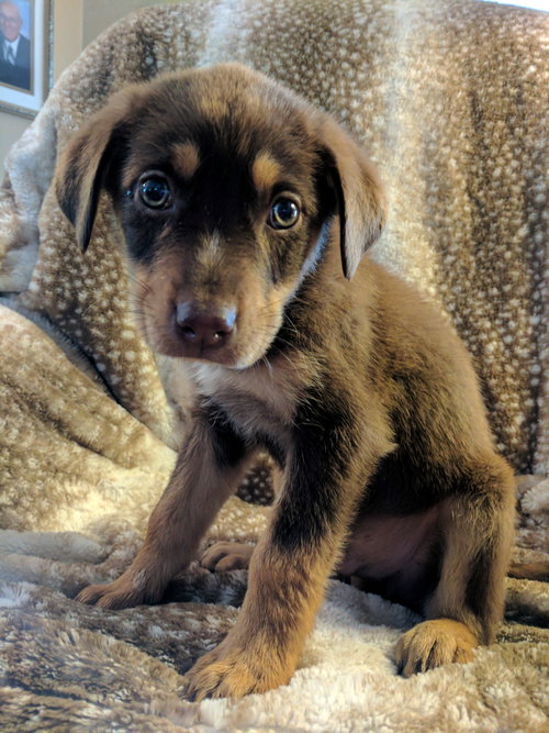 Hugo