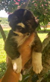 Percy
