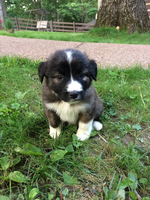 Percy