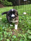 Percy