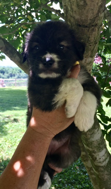 Coco