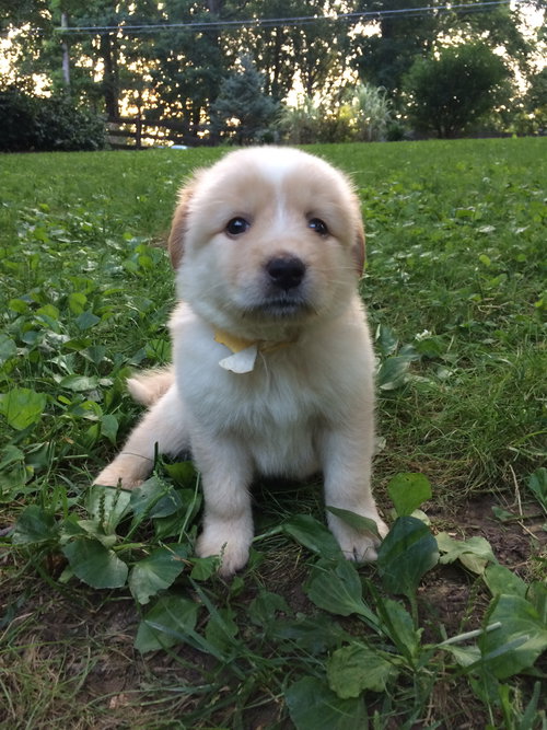 Bella