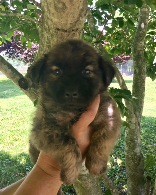 Bear
