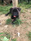 Winston