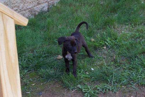 Winston