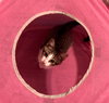 Pinky