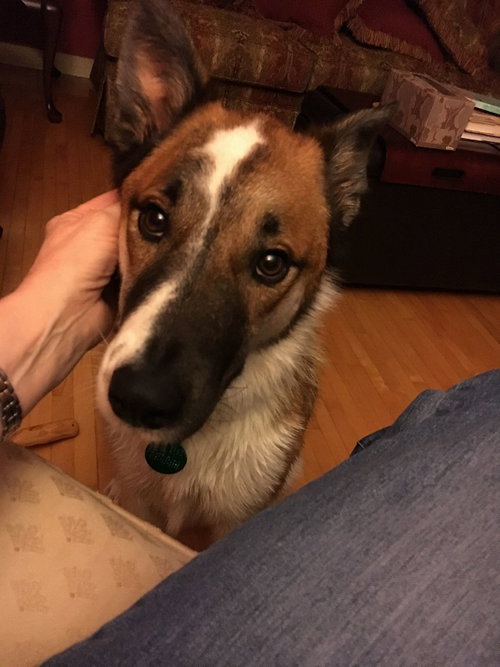 Maximus
