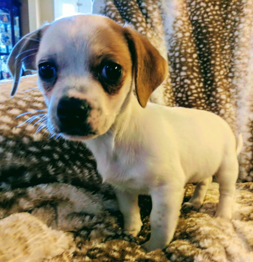 Sammy