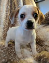 Sammy