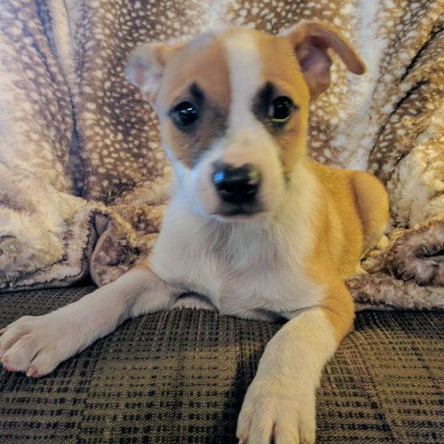 Beauregard