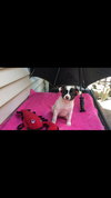 Lola