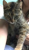 Harriet