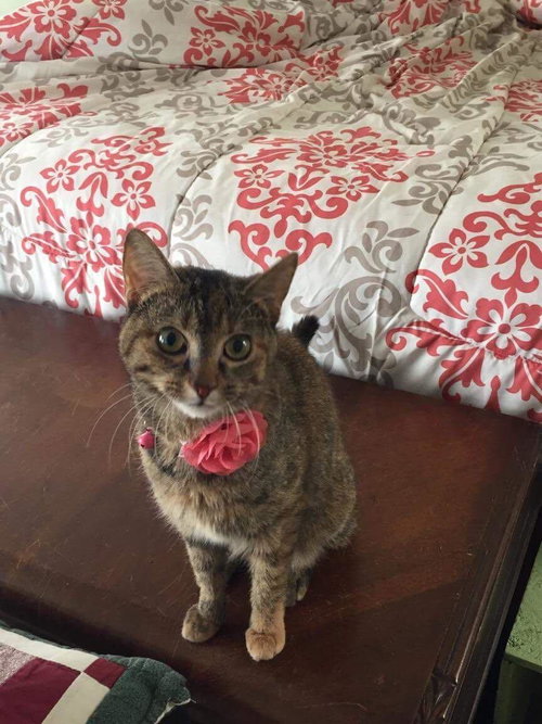 Harriet