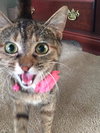 Harriet
