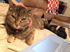 Harriet