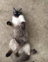 Baloo