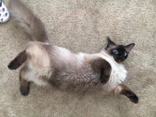 Baloo