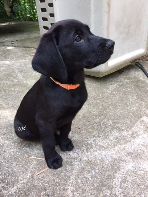 Jax