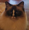 Bailey