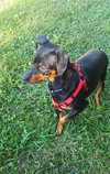 Sheena