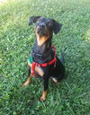 Sheena