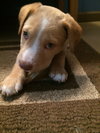 Tulley