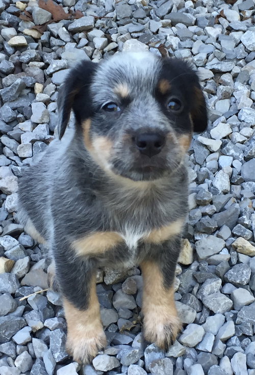 Kona