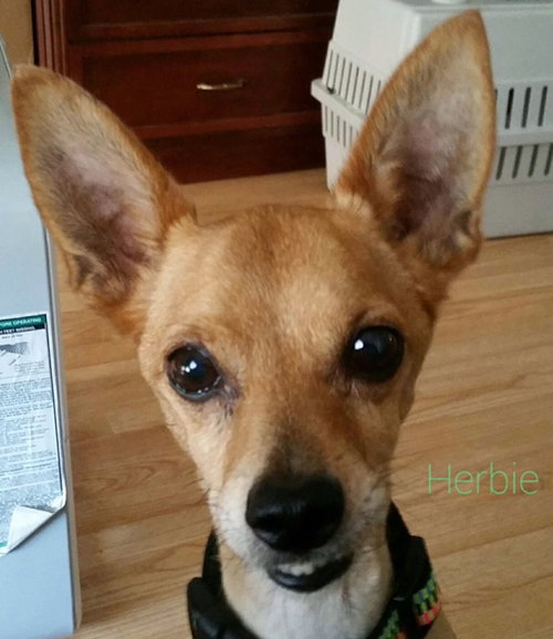 Herbie