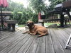 Buddy