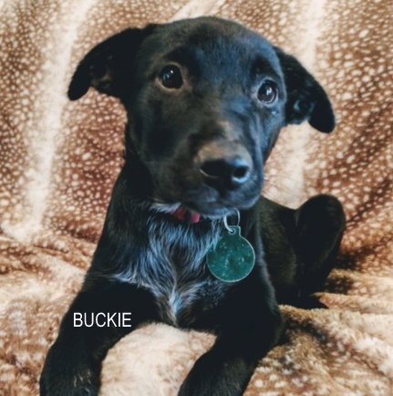 Bubba