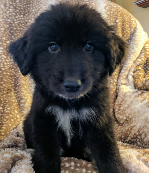 Finn