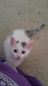 Oreo