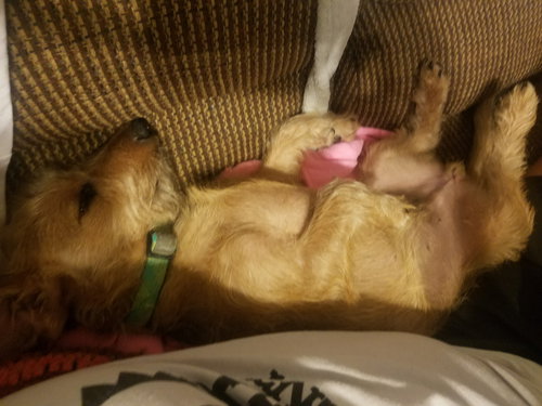 Orville Redenbarker