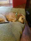 Orville Redenbarker