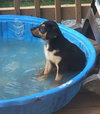 Harvey