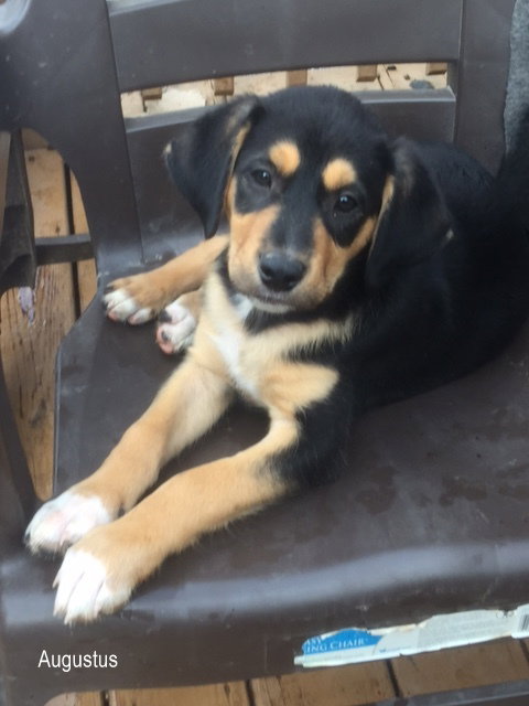 Harvey