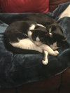 Alice & Sweet Pea