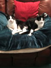 Alice & Sweet Pea