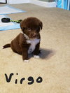 Virgo